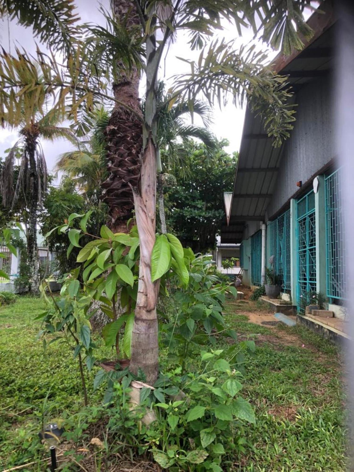 Unu Pikin Guesthouse Paramaribo Exteriör bild