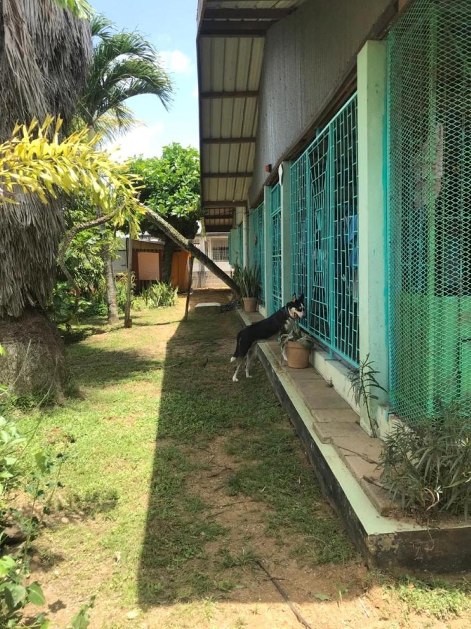 Unu Pikin Guesthouse Paramaribo Rum bild